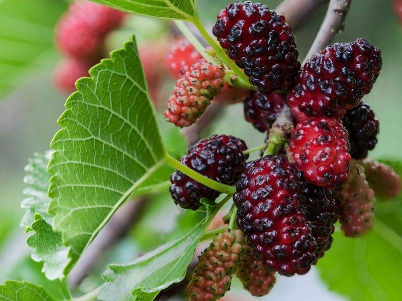 Шелковица купить саженцы из питомнике в Кингисеппе