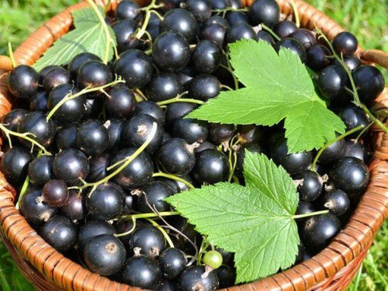 Смородина купить саженцы из питомника в Кингисеппе