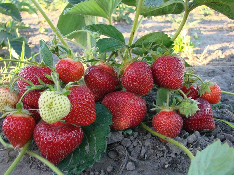 Клубника купить саженцы из питомника в Кингисеппе