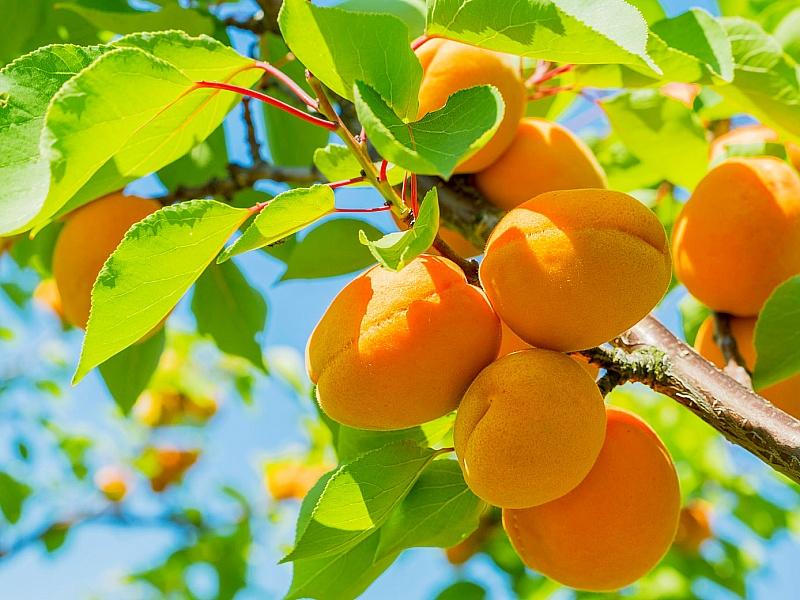 Абрикос купить саженцы из питомнике в Кингисеппе