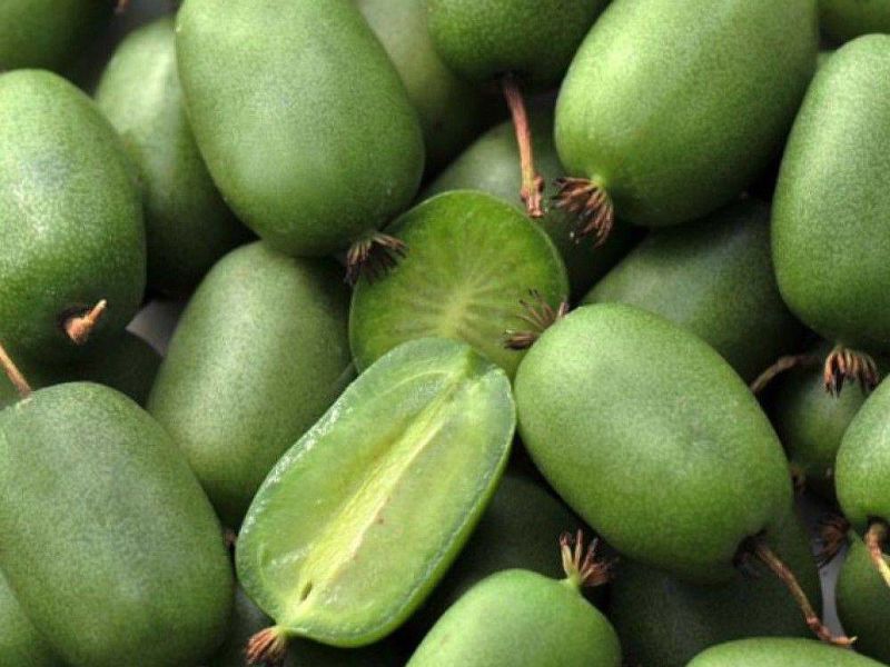 Актинидия купить саженцы из питомнике в Кингисеппе