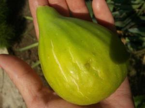 Инжир "ТУРЕЦКИЙ БЕЛЫЙ"