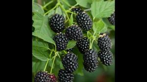 Ежевика "КАДДО"