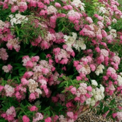 Спирея "ШИРОБАНА" (стакан Р9)