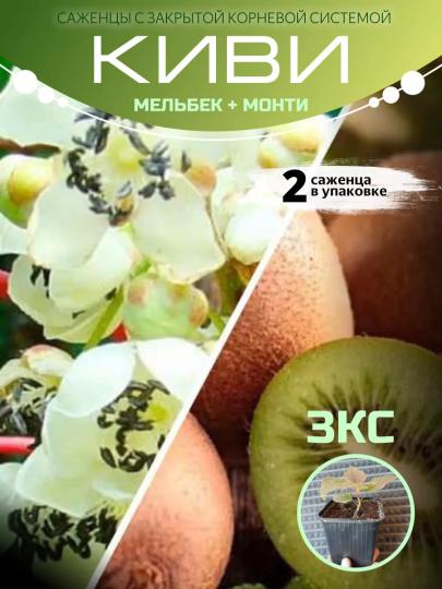 Киви Мельбек и Монти
