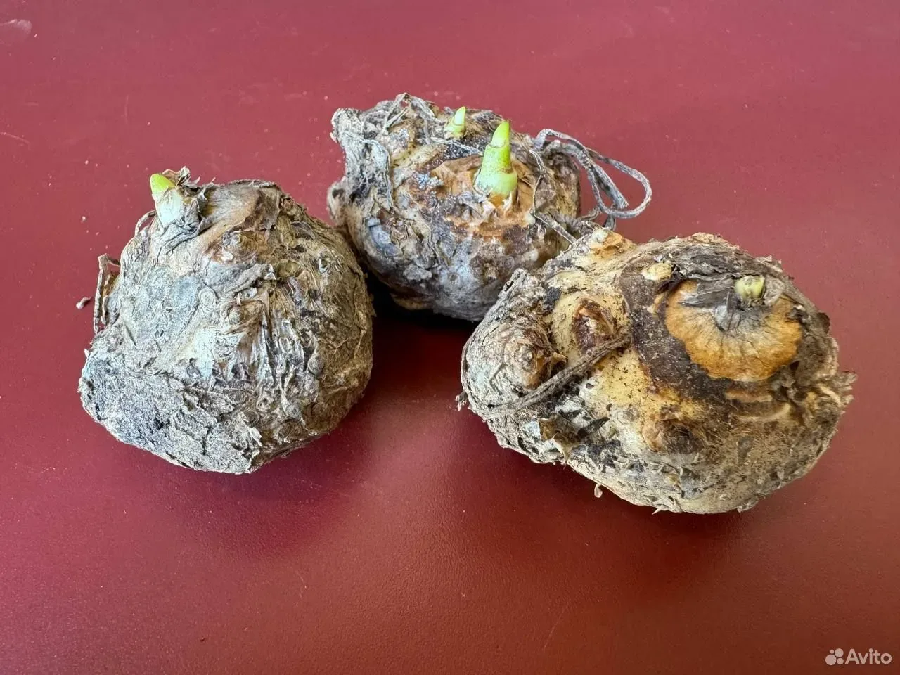 Калла Ред Алерт клубни 3шт