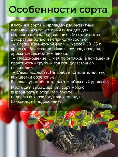 Саженцы клубники Гирлянда для подоконника 6 шт