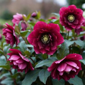 Морозник «Ред Леди» корневище