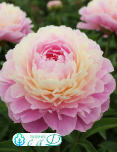 Пион "РАСБЕРИ САНДЕЙ"