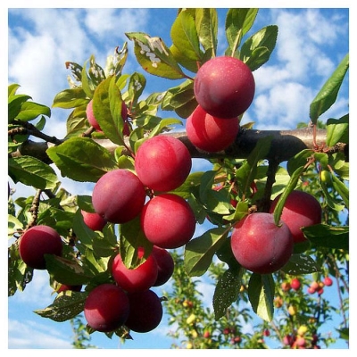 Слива "РЕНКЛОД АЛЬТАНА"
