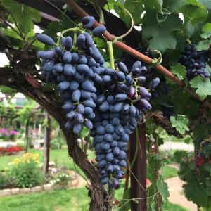 Виноград "БАРСЕЛОНА" ранний