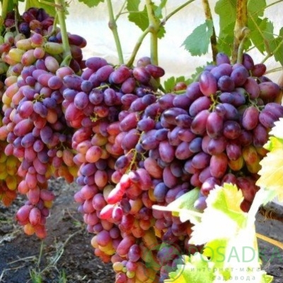 Виноград "МАРСЕЛО"