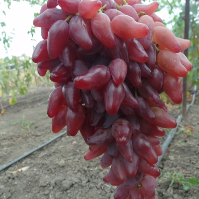 Виноград "ФЛАМЕНКО"